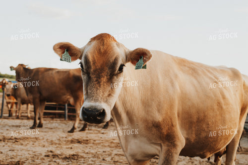 Jersey Cattle in Fence 68106