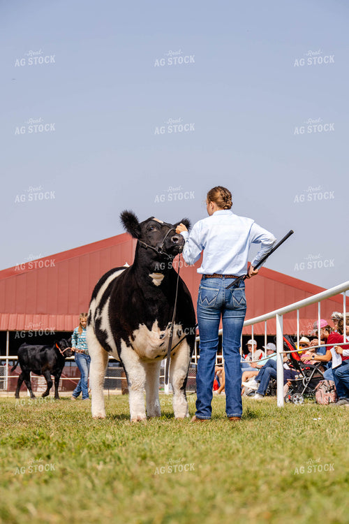 Cattle Show with Young Handler 97192