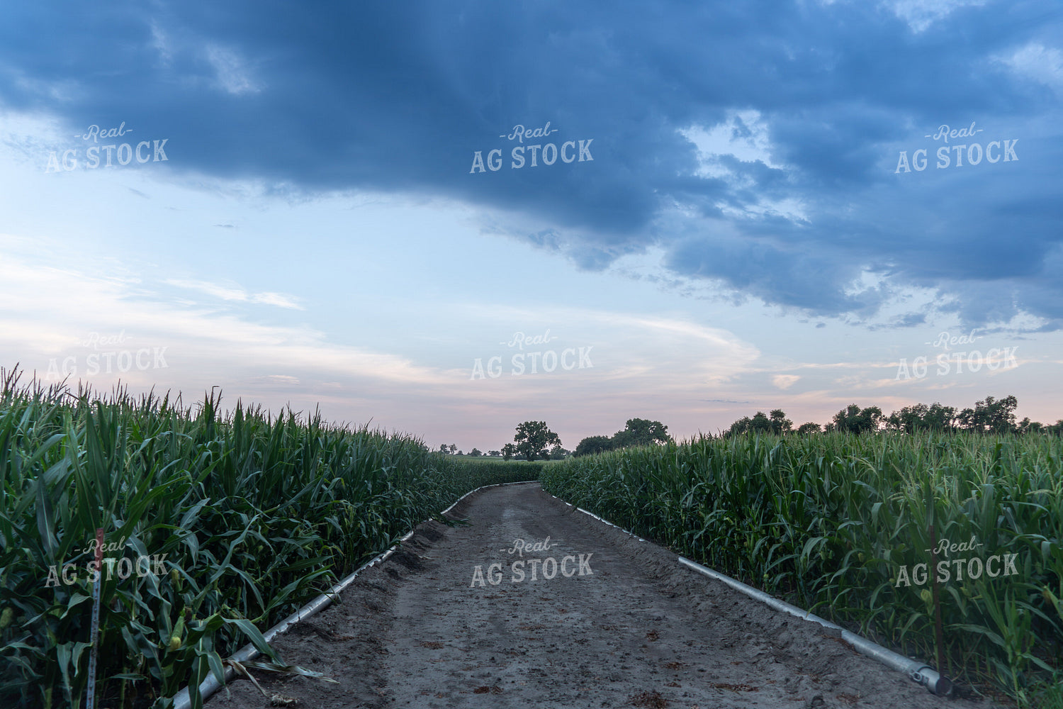 Mid-Season Corn Field 65831