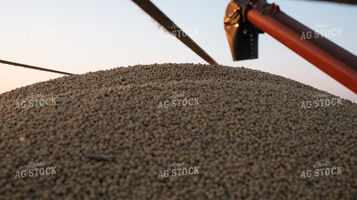 Soybeans in Semi Trailer 26062