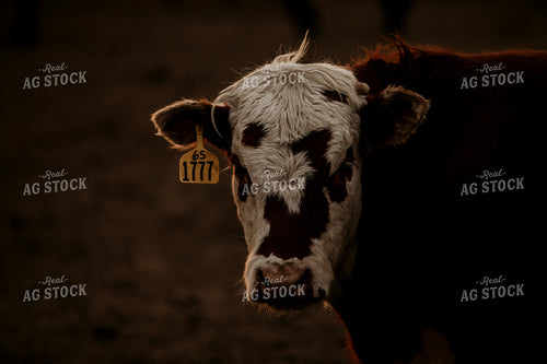Feedyard 3116