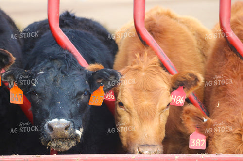 Angus Cattle in Pen 82184