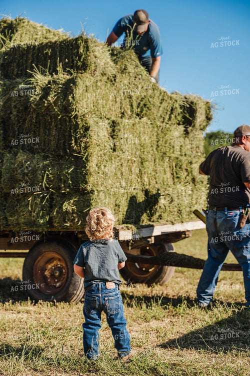 Kid Watching Farmers Throw Hay Bales 115328
