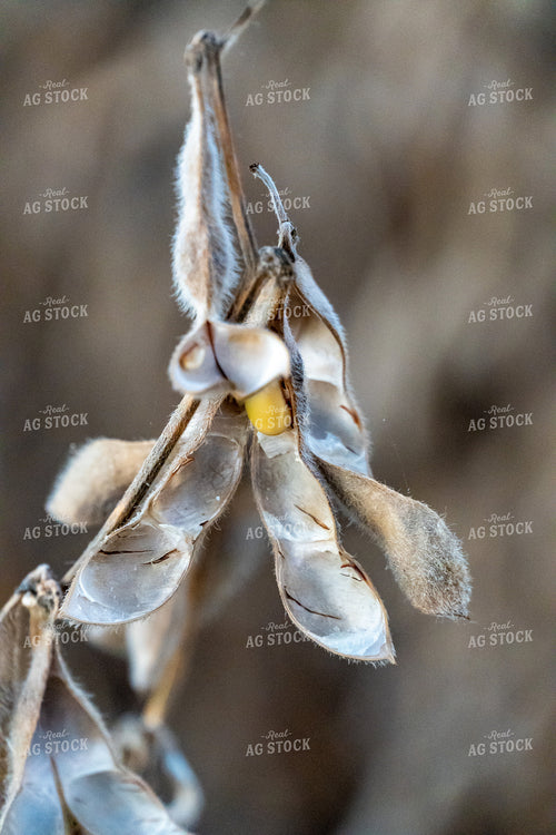 Soybean Pods 65036