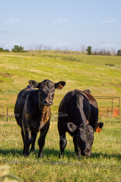Angus Cattle on Pasture 208008