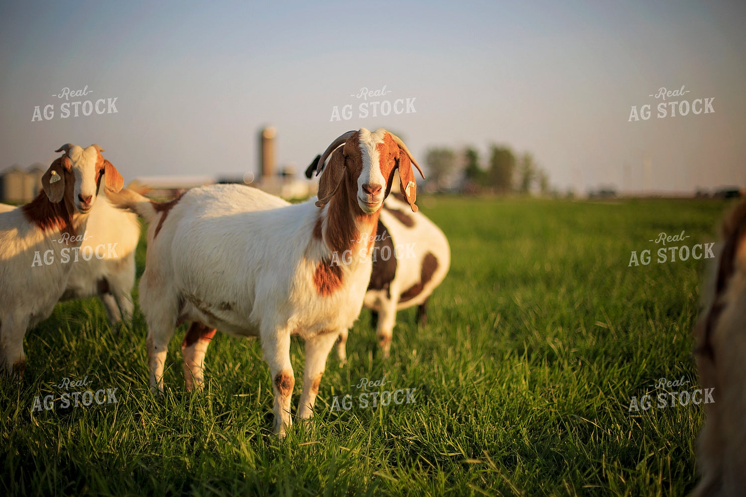 Goats in Farmyard 93139