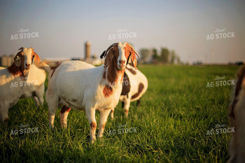 Goats in Farmyard 93139