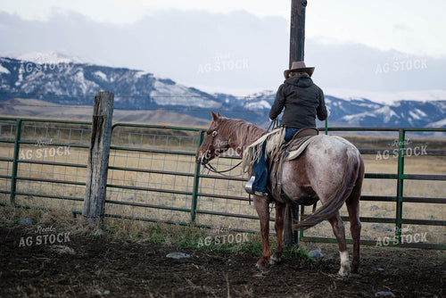 Rancher Working Cattle 219069