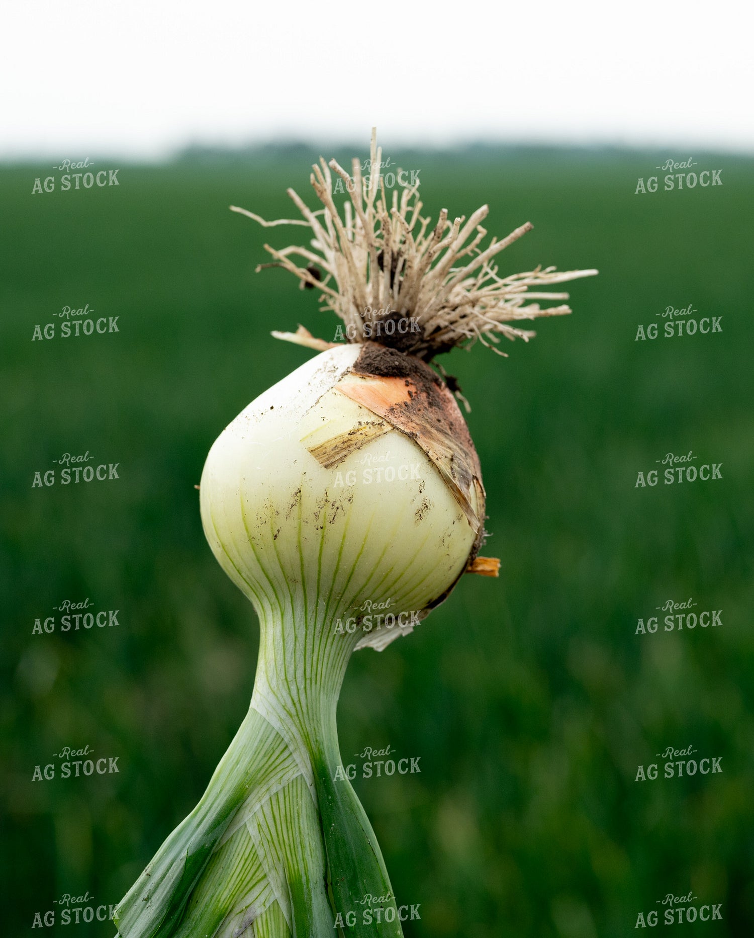 Onion in Field 185157