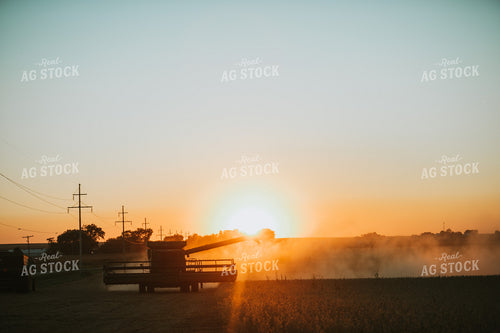 Combine Cutting Soybeans at Sunset 4763