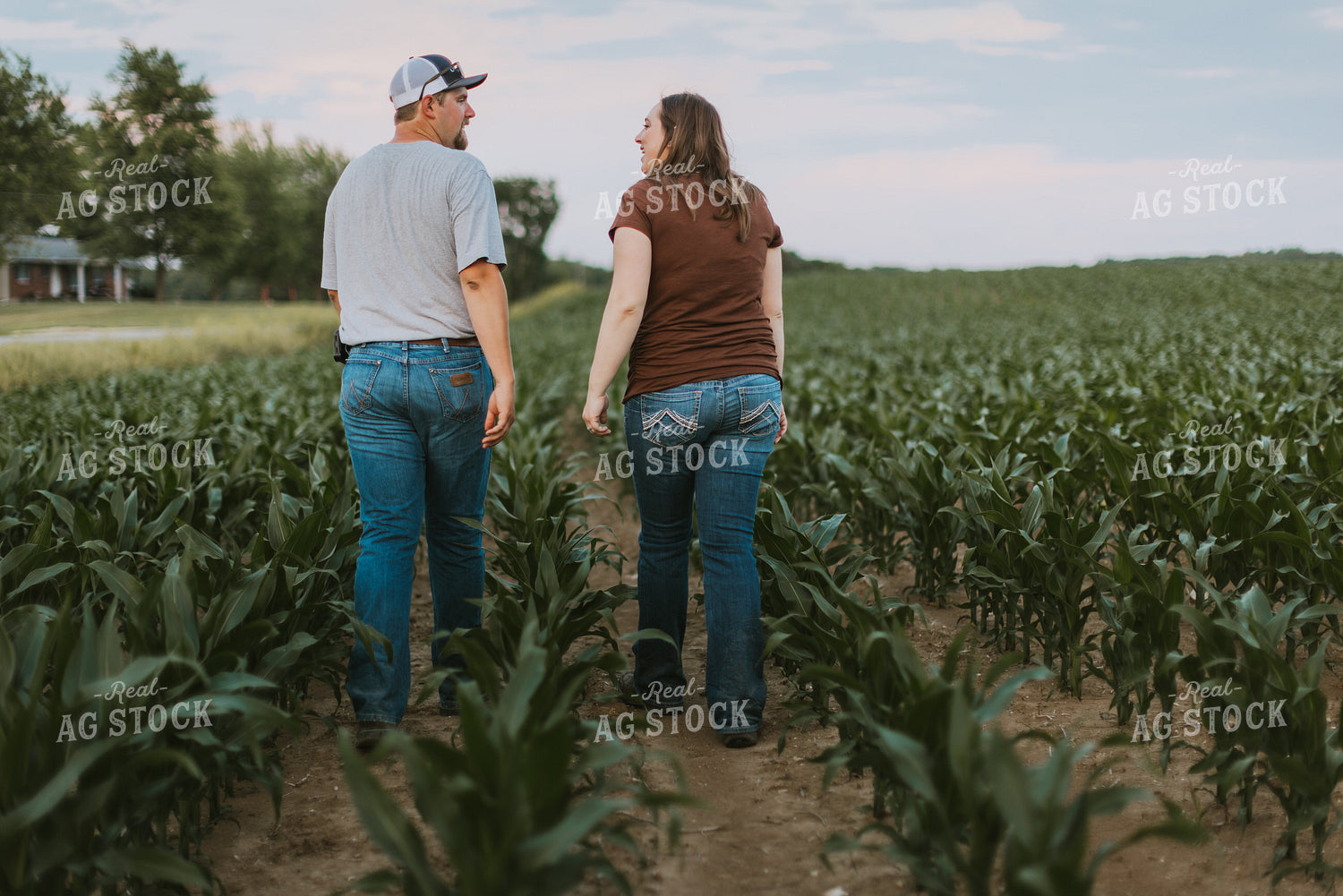 Farmers Scouting Corn Field 7824