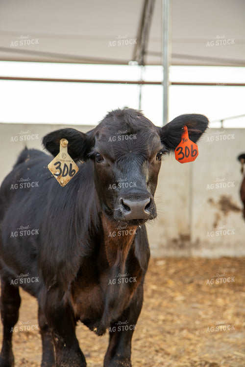 Calf 67482