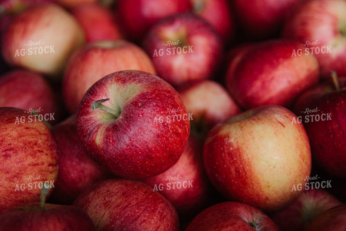 Gala Apples 137080
