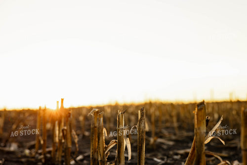 Corn Stalks 152384
