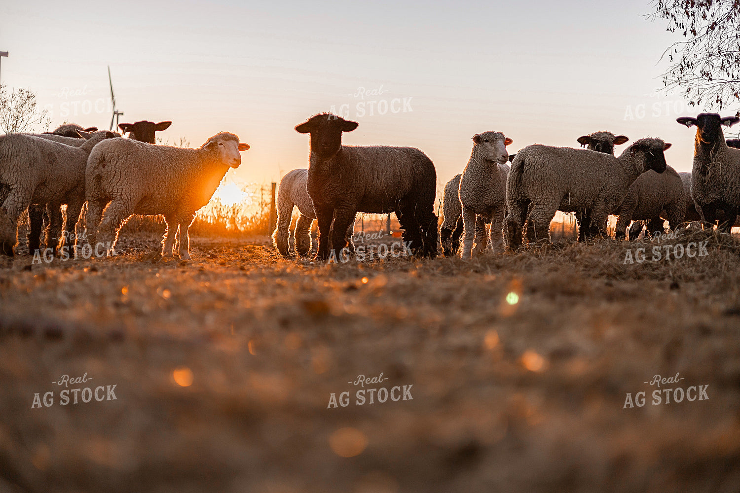 Sheep at Sunset 93364