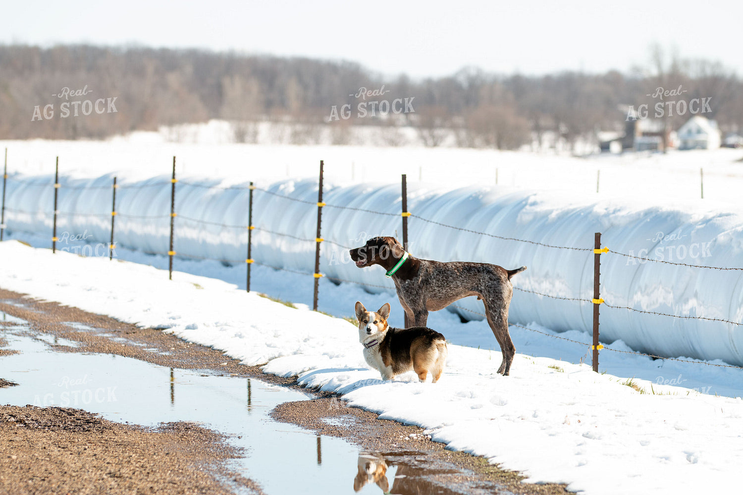Farm Dogs 157127