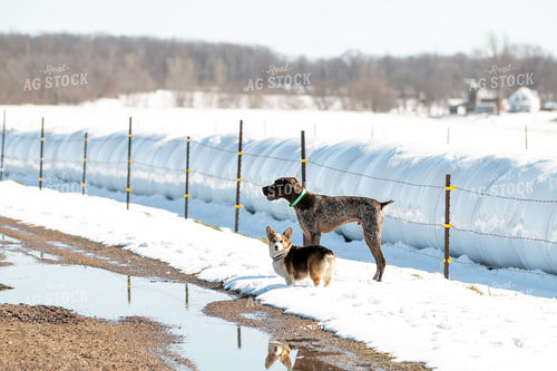 Farm Dogs 157127
