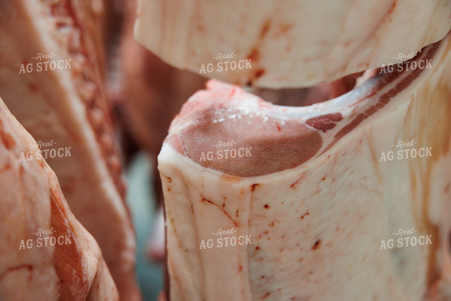 Pork Carcass 52854