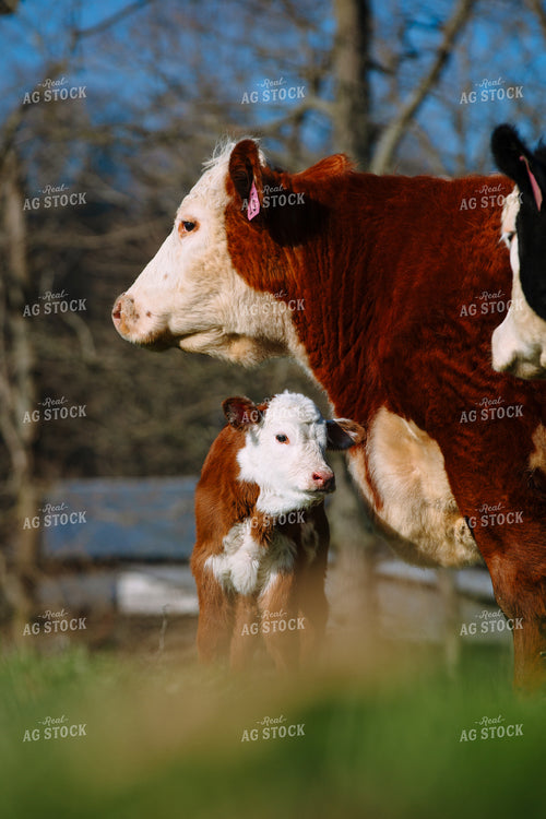 Cow Calf Pair 52741