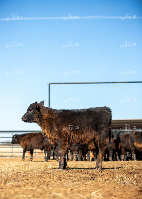 Black Angus Calves 264000