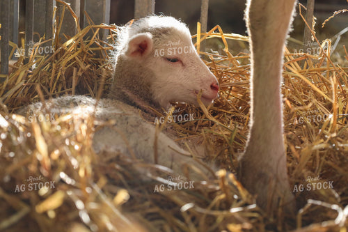 Lamb 261023