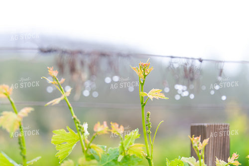 Vineyard Grape Production 107061