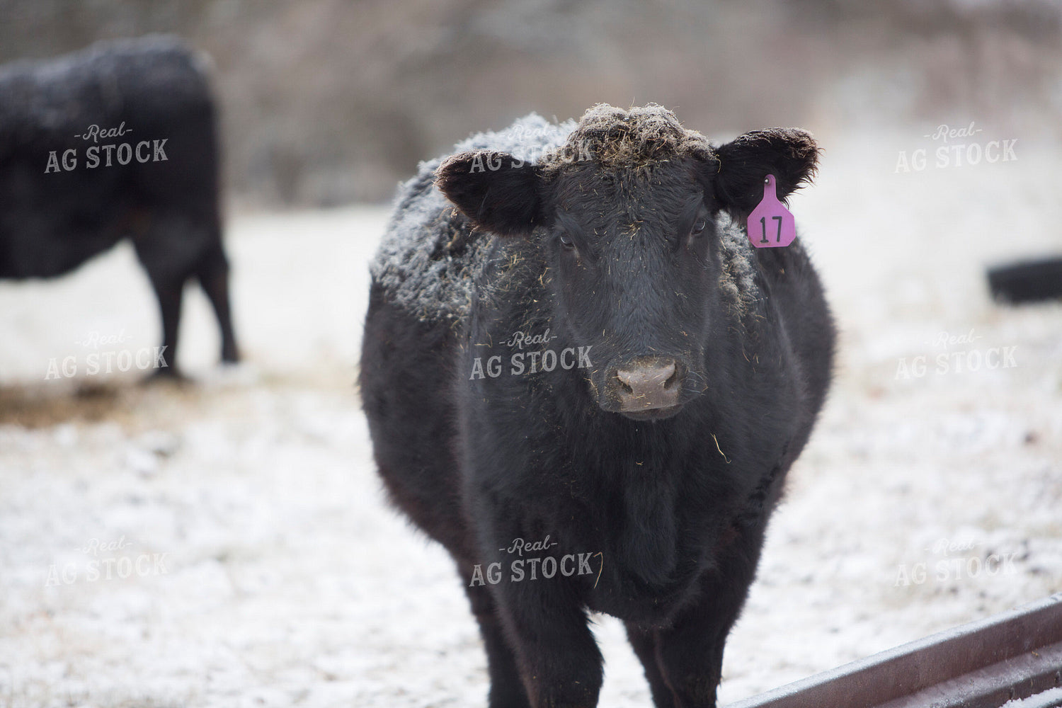 Cattle 1644