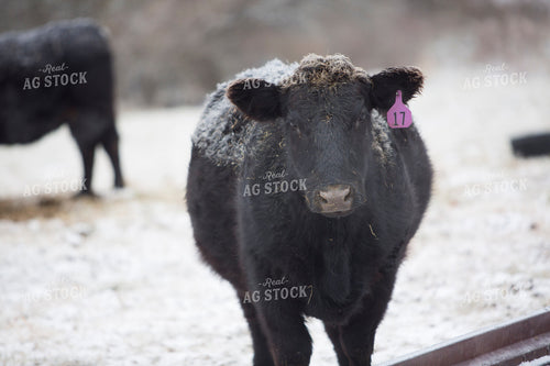 Cattle 1644
