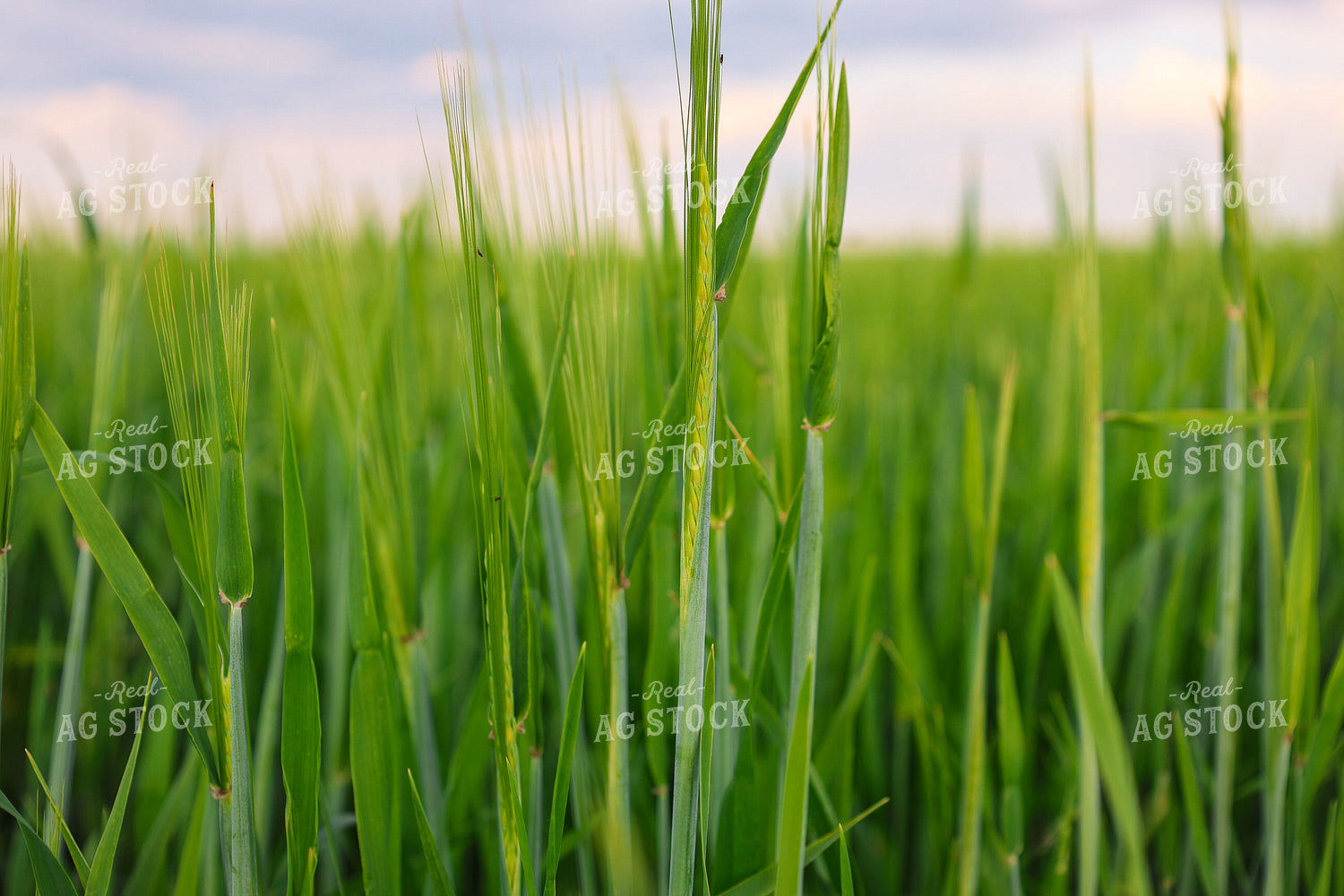 Wheat 187051
