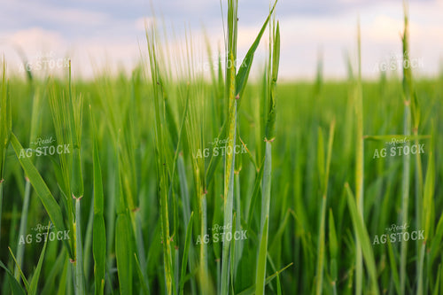 Wheat 187051