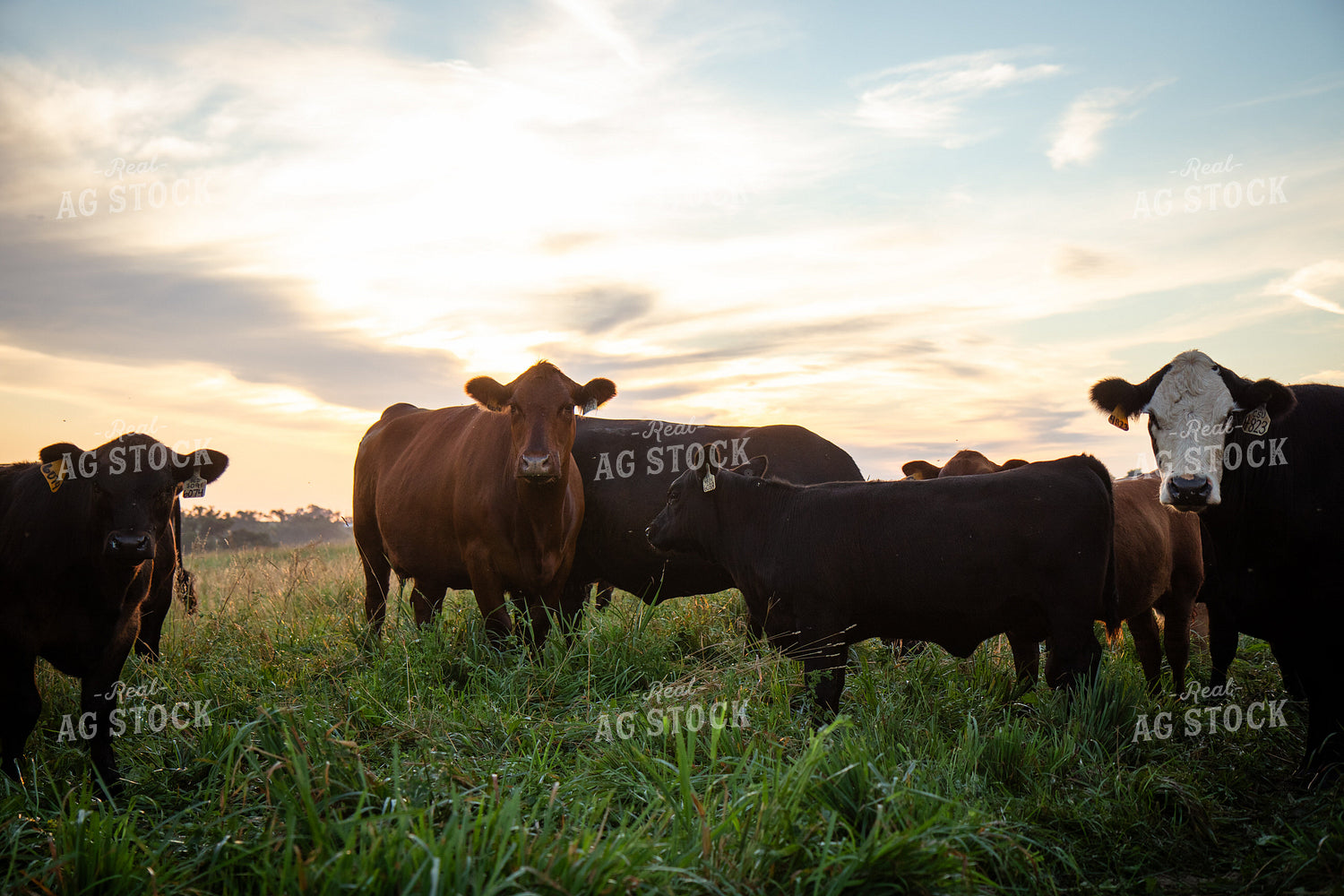 Cow Calf Pairs on Pasture 268378