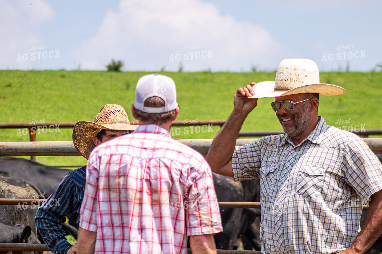 Ranchers Working Cattle 214213
