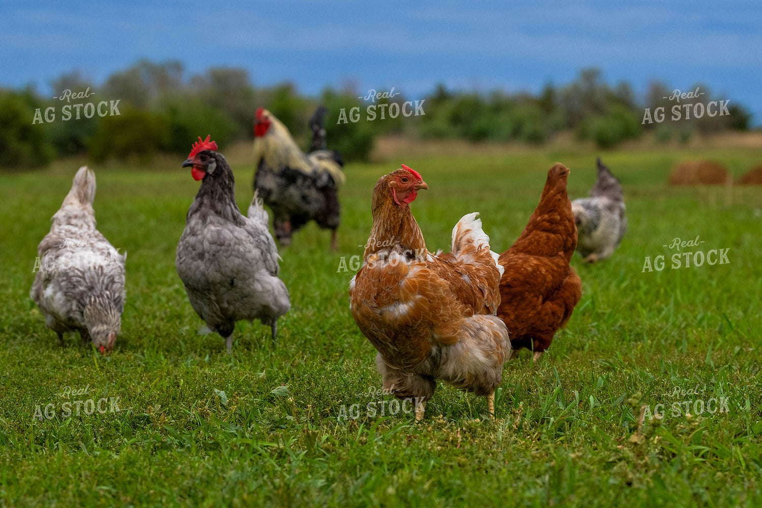 Chickens 299166