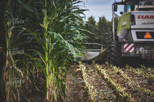 Silage Harvest 56102