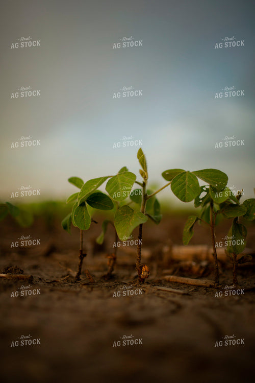 Early Growth Soybeans 6315