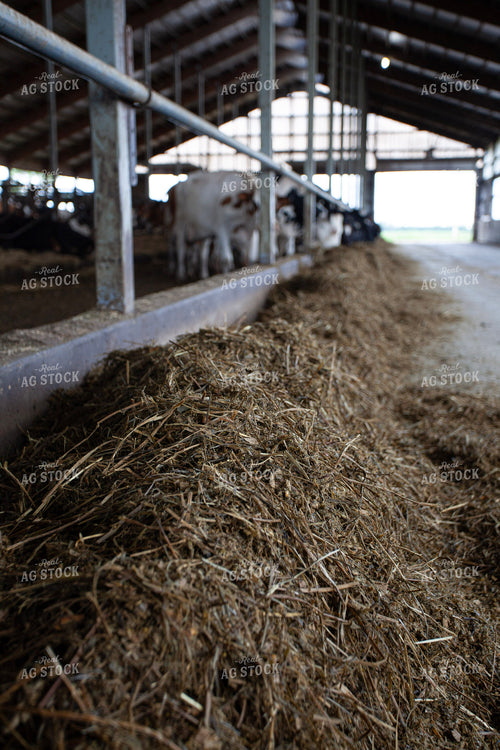 Feeding Dairy Cattle 132214