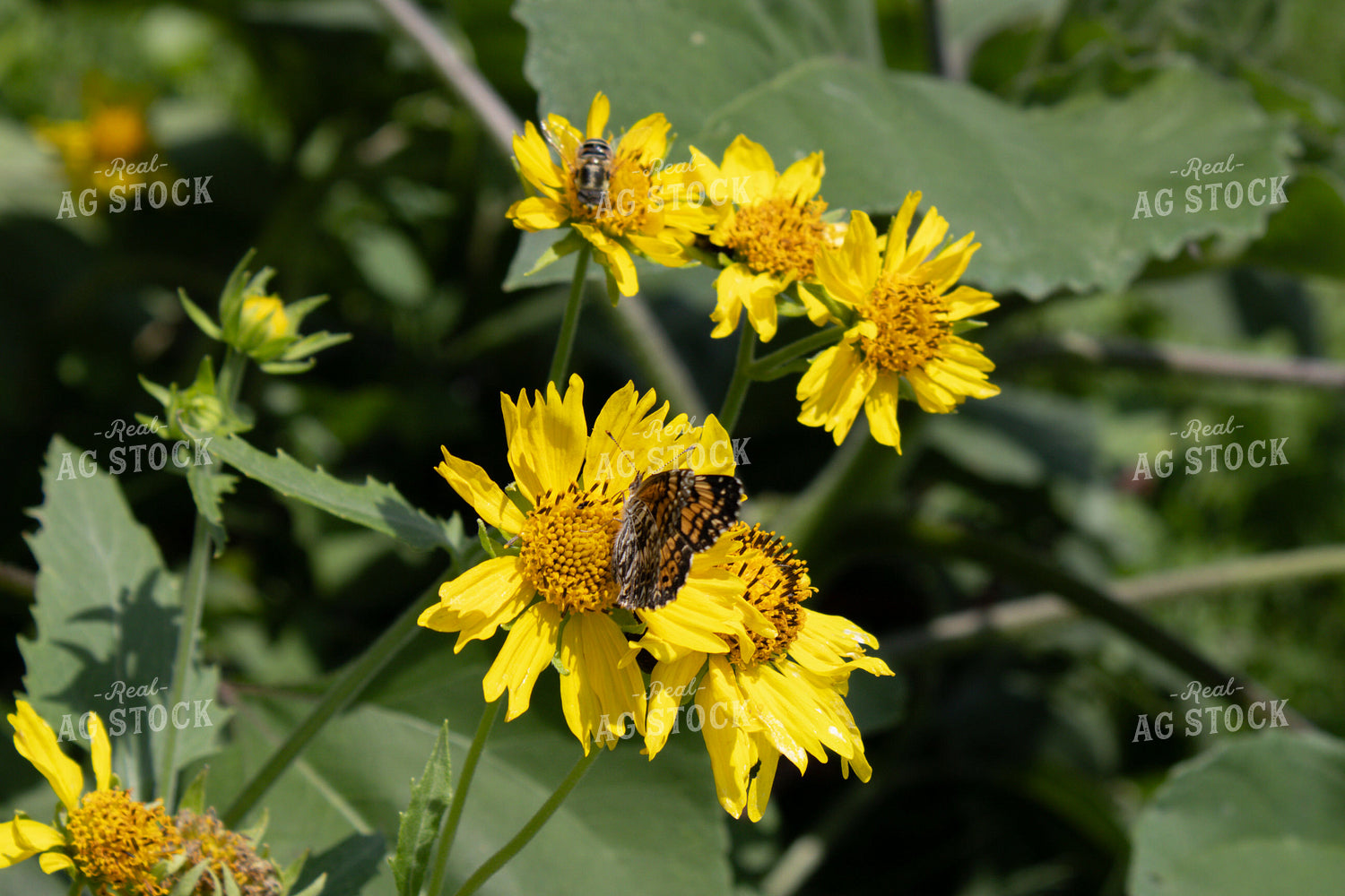 Pollinators on Flowers 208004