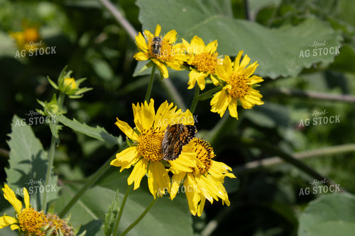 Pollinators on Flowers 208004