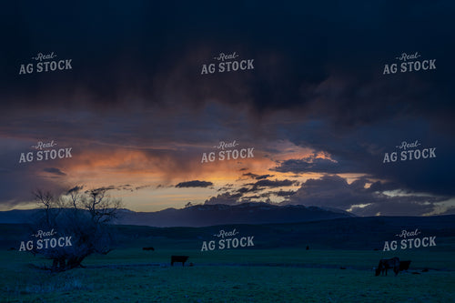 Dramatic Dusk Over Pastureland with Trees and Grazing Cattle 65234