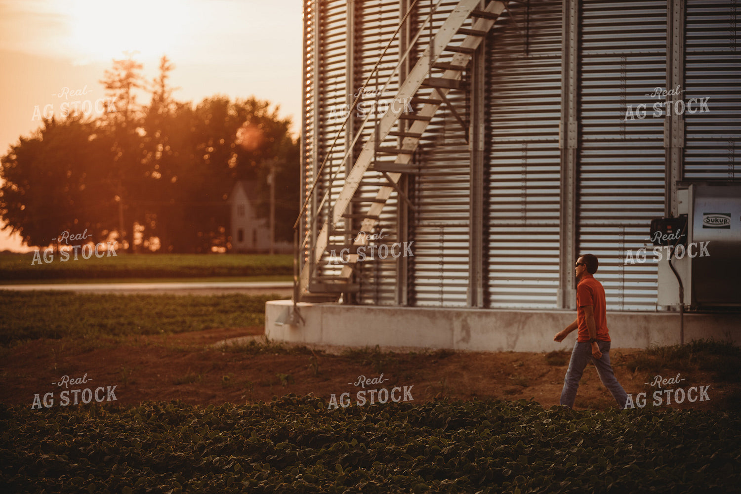 Farmer Walking Along Grain Bin and Soybean Field 4577