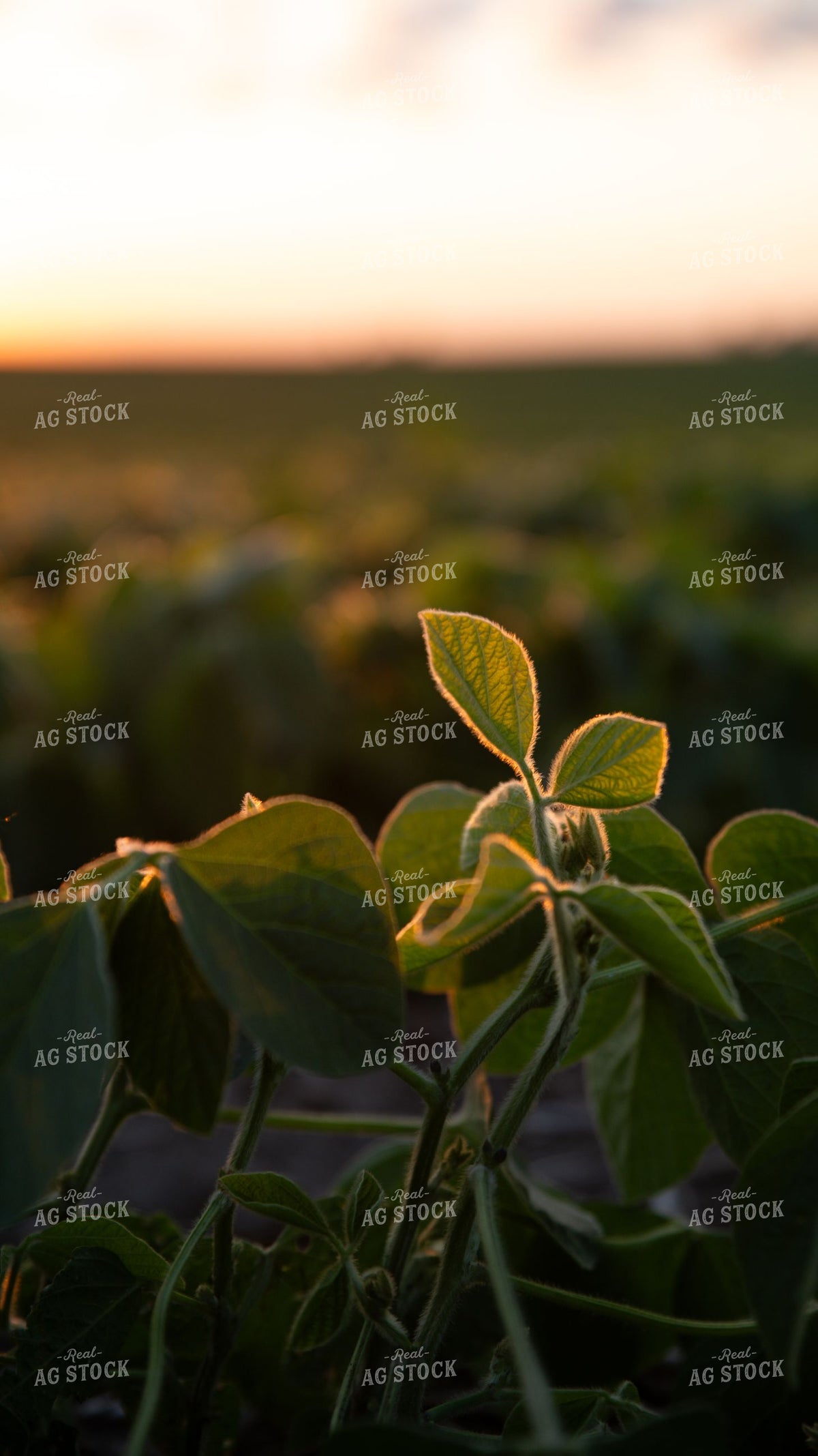 Close-Up Soybean Plants Backlit at Sunset 401029