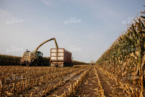 Chopping Corn Silage 152025