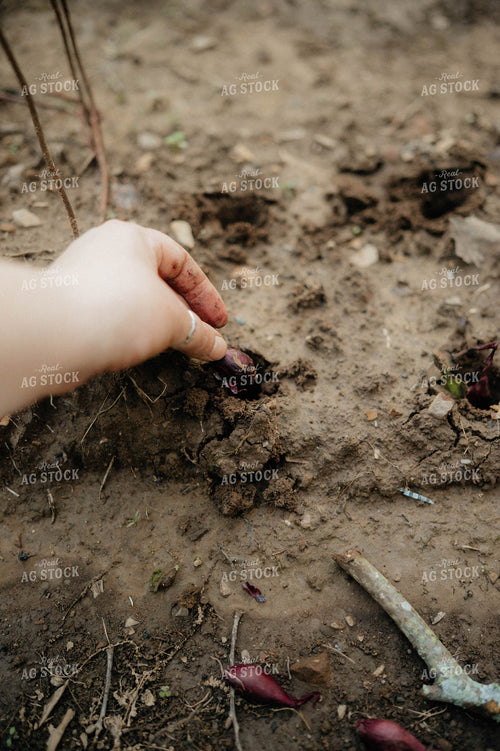 Planting Onions 125253