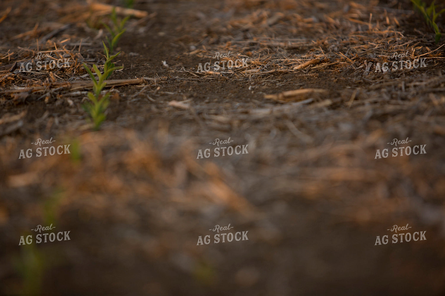 Corn - Early Growth 1115
