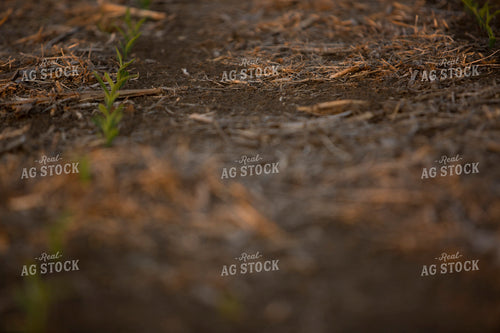 Corn - Early Growth 1115