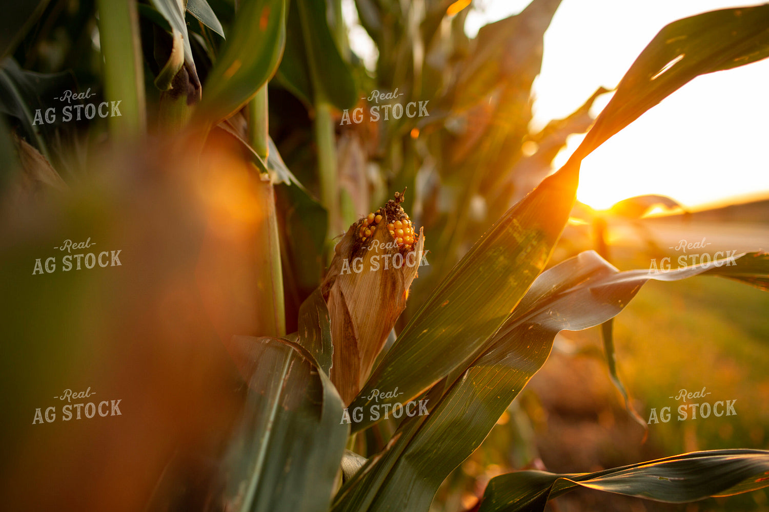 Corn - Mid-Season 2328