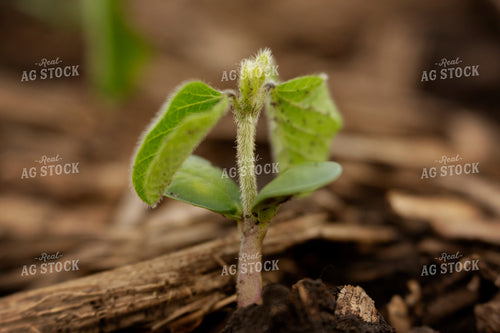 Early Season Soybeans 9681