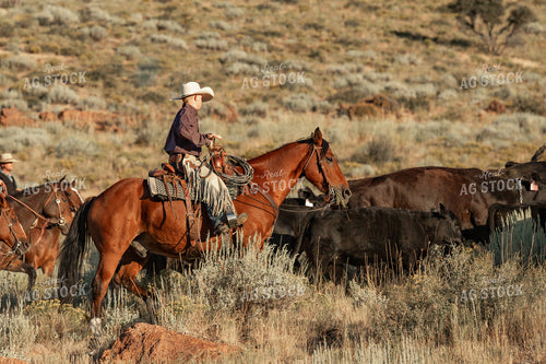 Ranch Kid Herding Cattle 188081