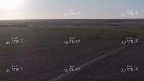 Cattle on Cover Crop 239106