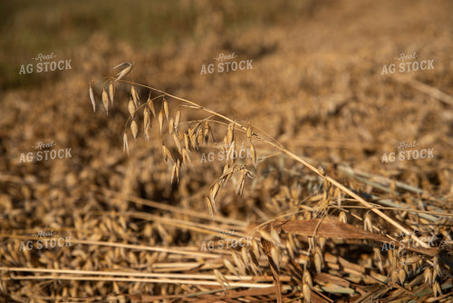 Oats in Windrow 76084